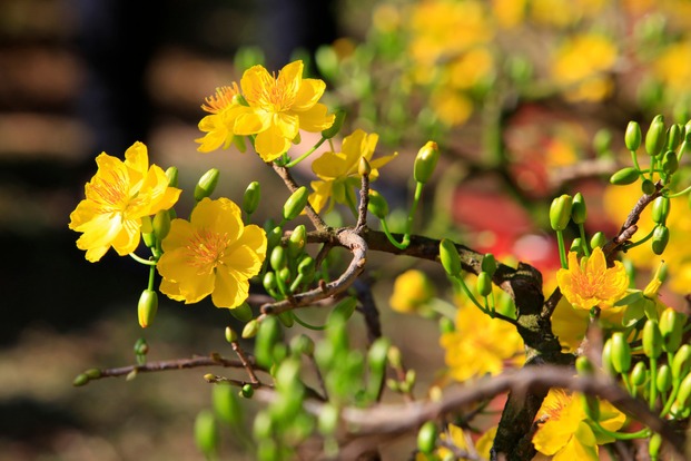 Đặc điểm của cây hoa mai vàng